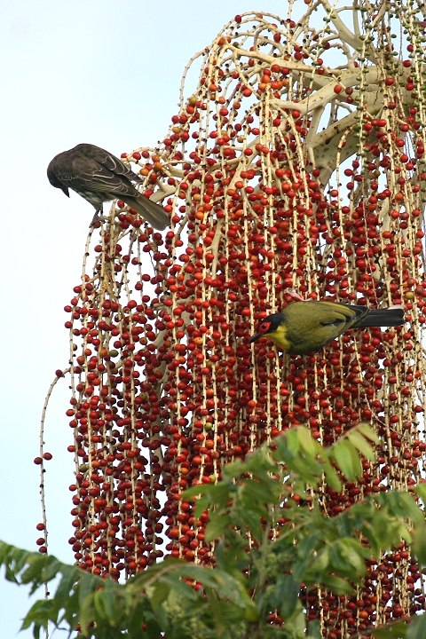 ���K�l�R�E���C�E�O�C�X