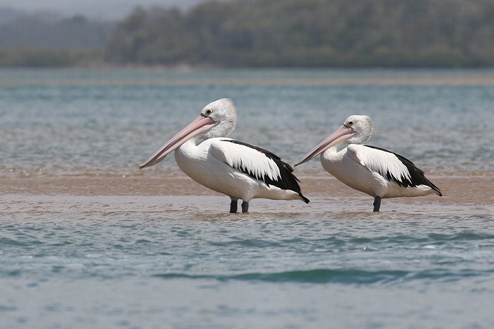 �R�V�O���y���J��