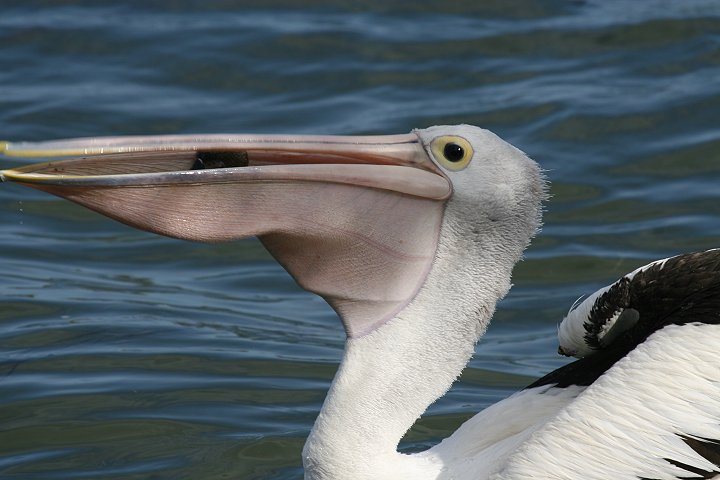 �R�V�O���y���J��