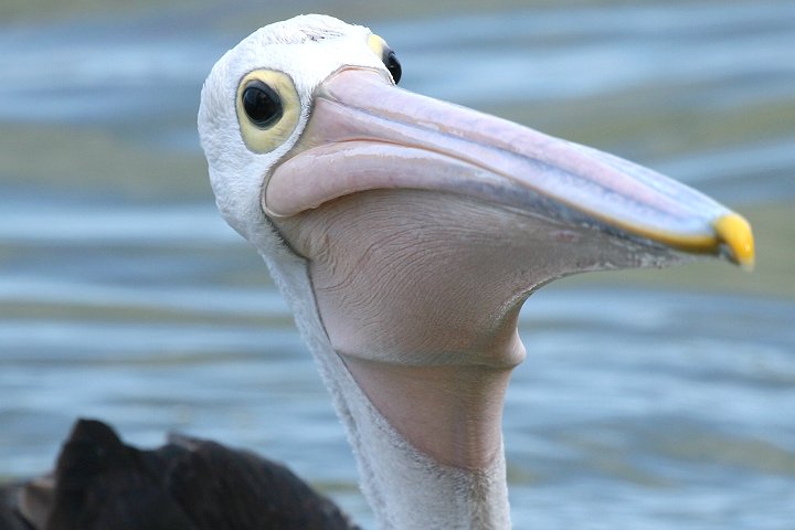 �R�V�O���y���J��