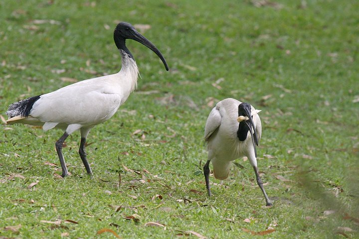 �I�[�X�g�����A�N���g�L