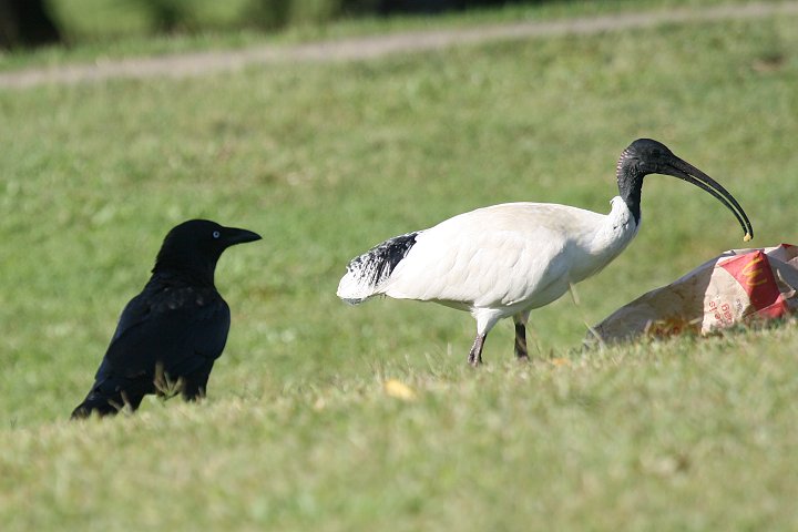 �I�[�X�g�����A�N���g�L