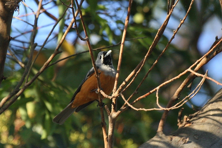 �J�I�O���J�T�T�M�r�^�L