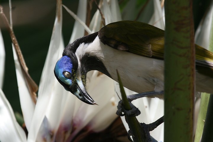 �A�I�c���~�c�X�C