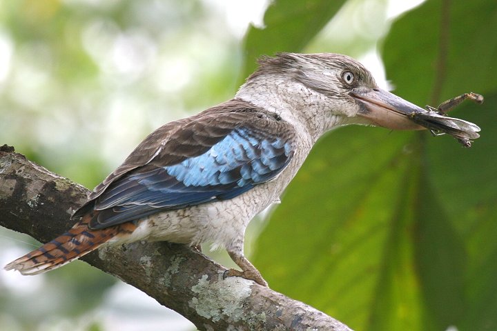 �A�I�o�l�����C�J���Z�~