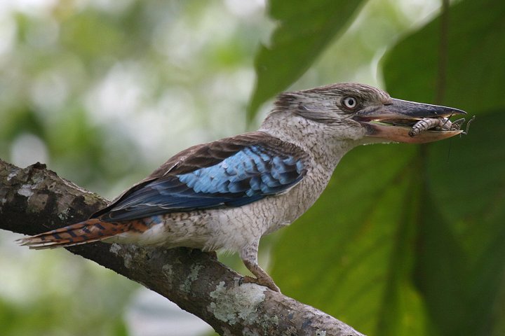 �A�I�o�l�����C�J���Z�~