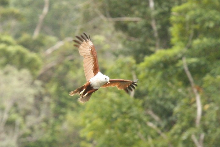 �V���K�V���g�r