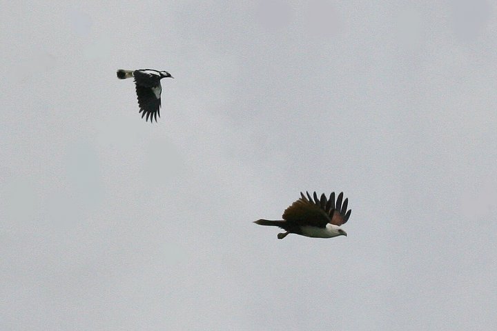 �V���K�V���g�r