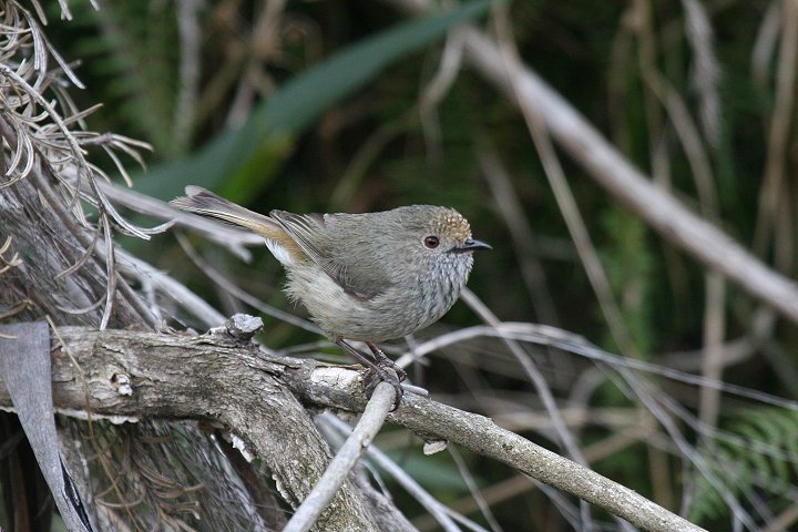 �`���C���g�Q�n�V���V�N�C