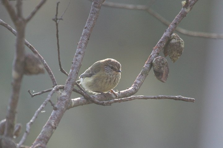 �`���C���g�Q�n�V���V�N�C