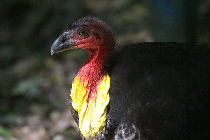 ���u�c�J�c�N��