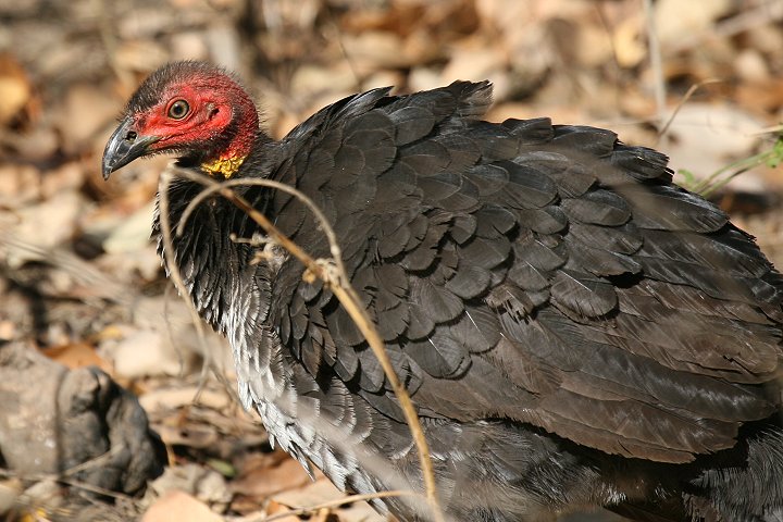 ���u�c�J�c�N��