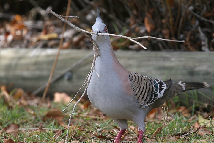 �����W���N�o�g