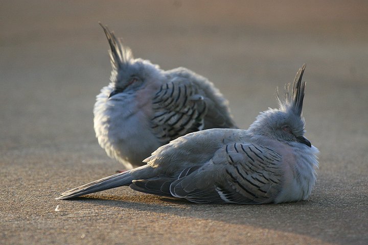 �����W���N�o�g