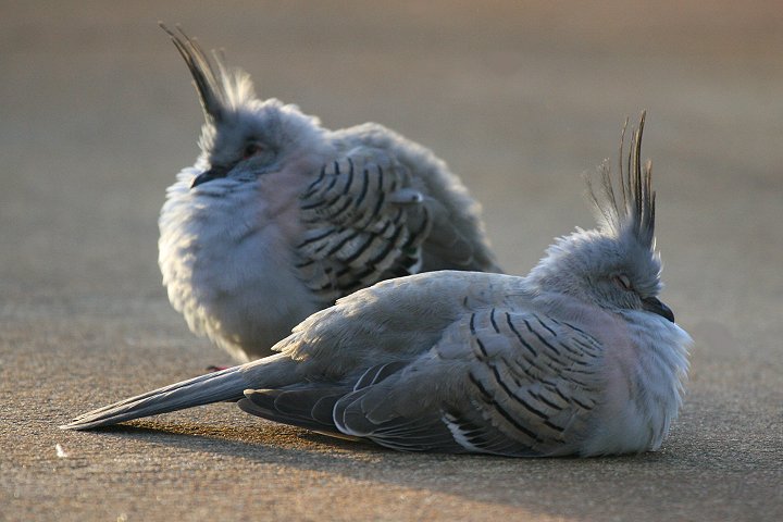 �����W���N�o�g