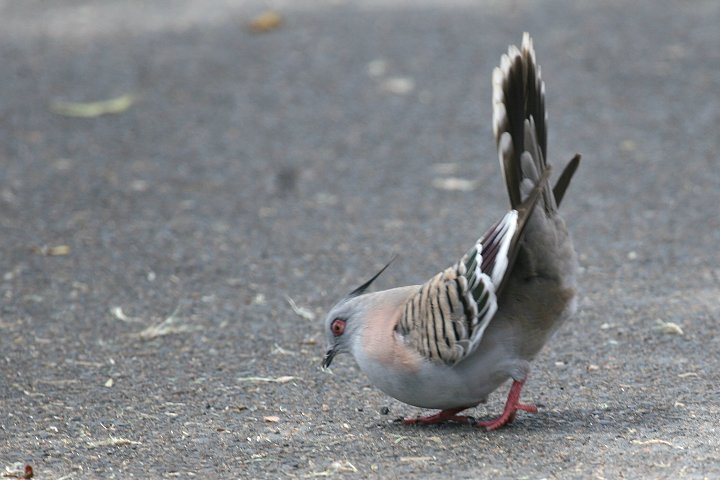 �����W���N�o�g