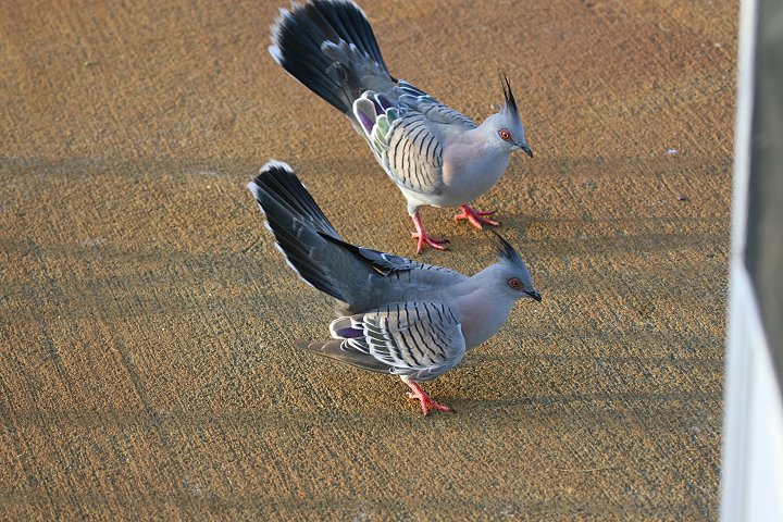 �����W���N�o�g