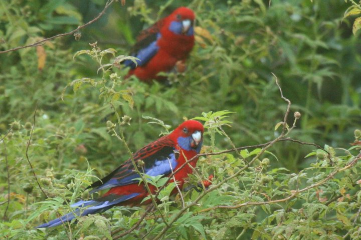 �A�J�N�T�C���R