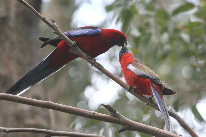 �A�J�N�T�C���R