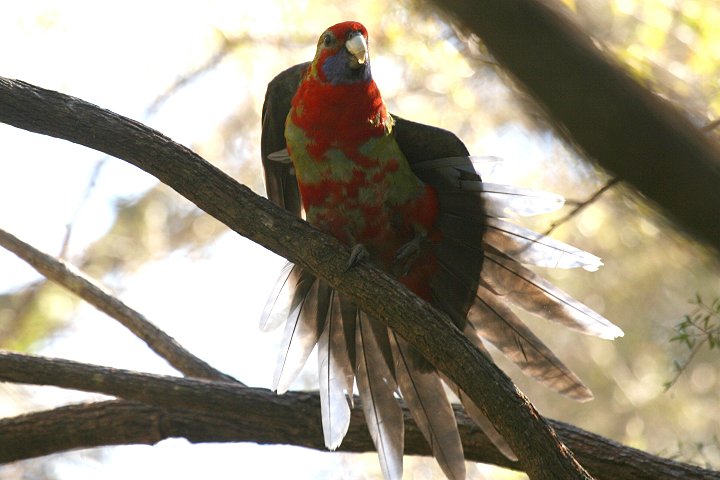 �A�J�N�T�C���R