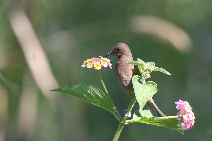 �R�Q�`���~�c�X�C