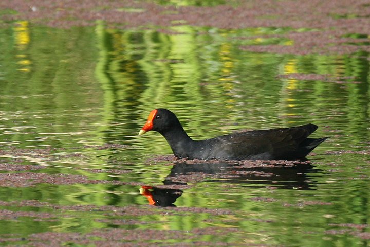 �l�b�^�C�o��