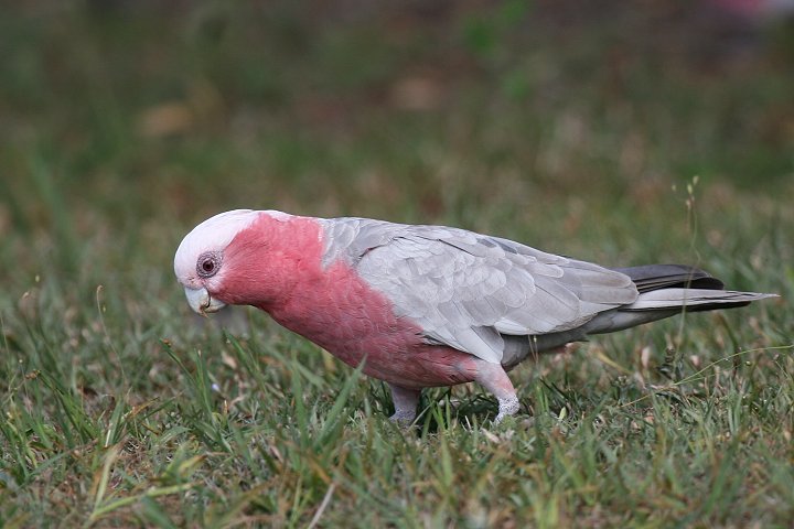 �����C���C���R