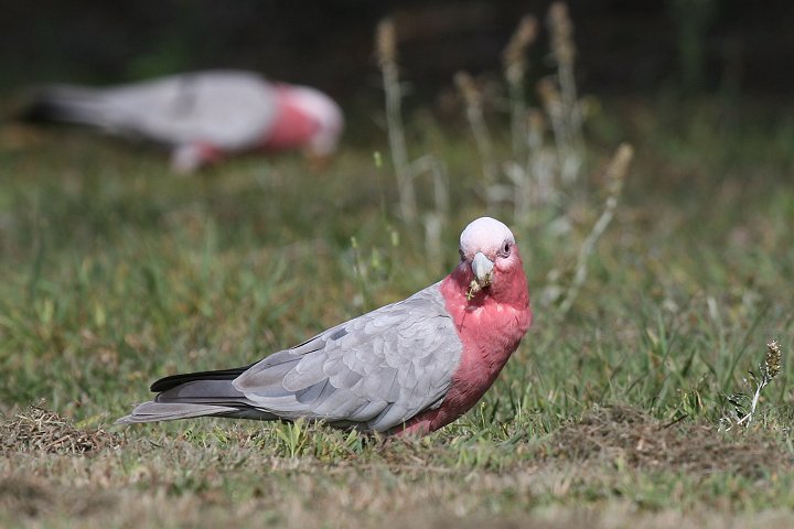 �����C���C���R