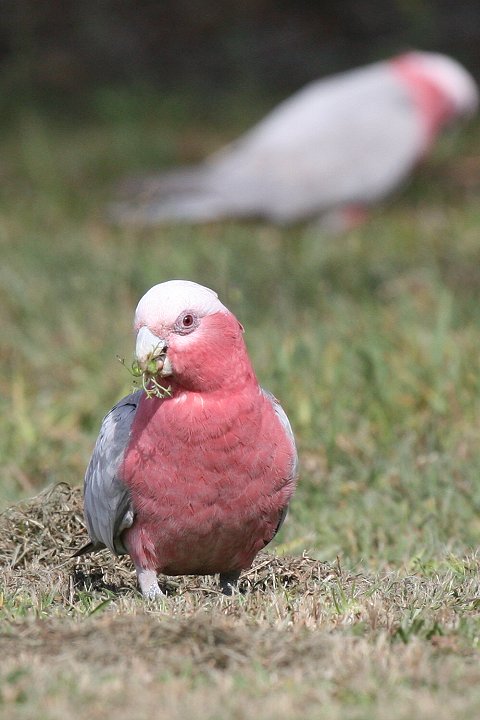 �����C���C���R