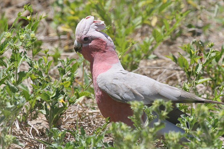 �����C���C���R