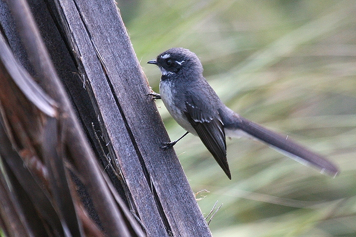 �n�C�C���I�E�M�r�^�L