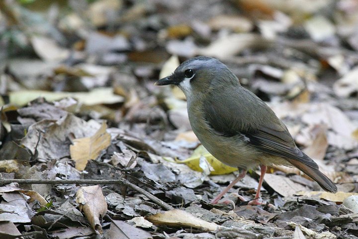 �n�C�K�V�����u�q�^�L