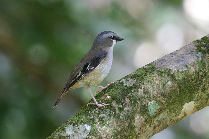 �n�C�K�V�����u�q�^�L