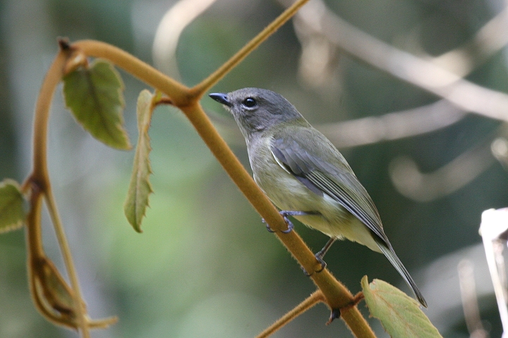 �`���C�����Y�q�^�L