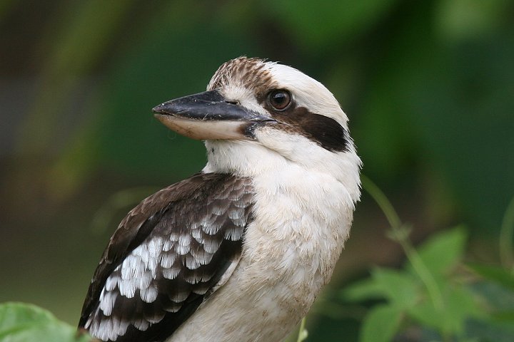 �����C�J���Z�~