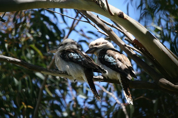 �����C�J���Z�~