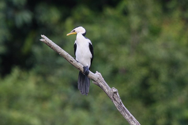 �V���n���R�r�g�E