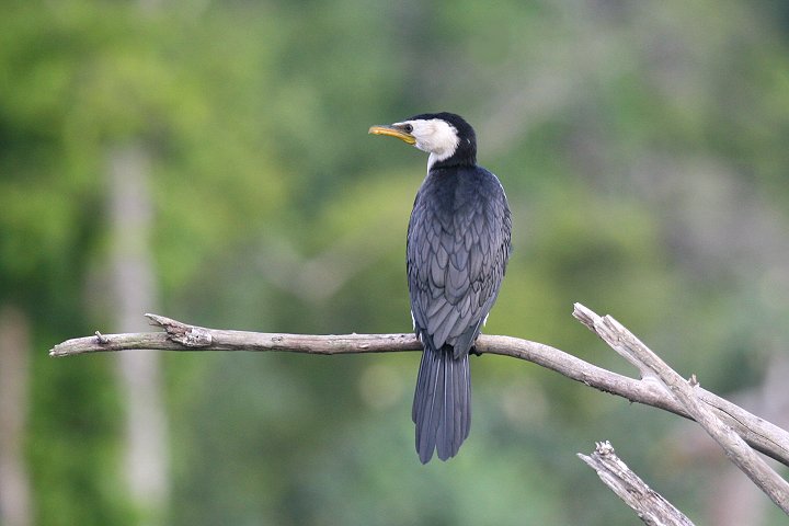 �V���n���R�r�g�E