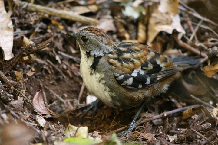 �n�V���`���h��