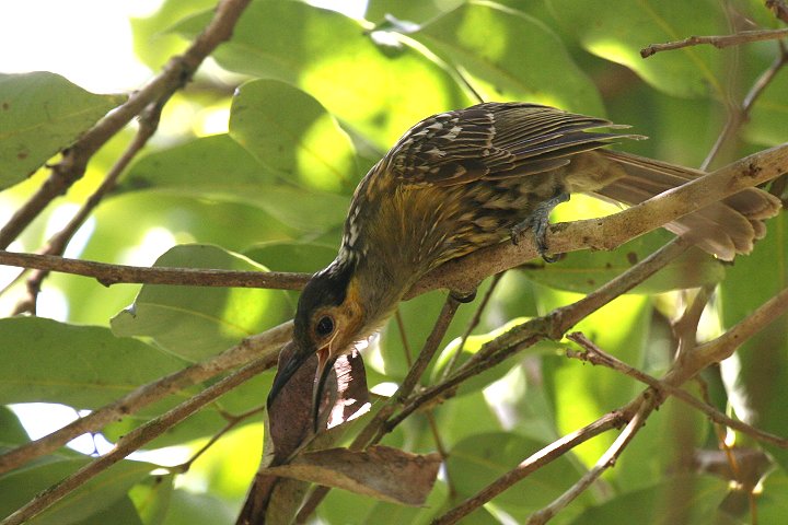 �V���t�~�c�X�C