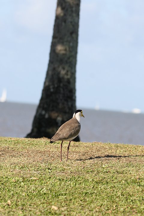 �Y�O���g�T�J�Q��