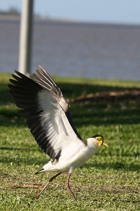 �Y�O���g�T�J�Q��