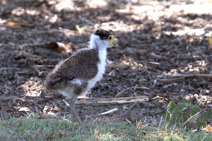 �Y�O���g�T�J�Q��