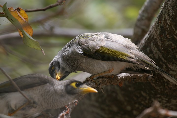 �N���K�I�~�c�X�C