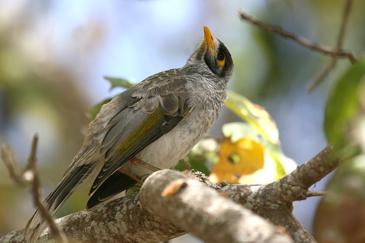 �N���K�I�~�c�X�C