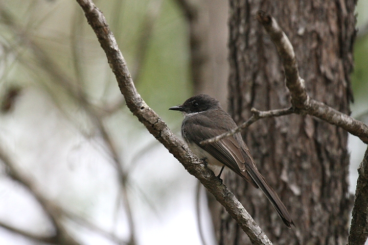 ���i�t�I�E�M�r�^�L