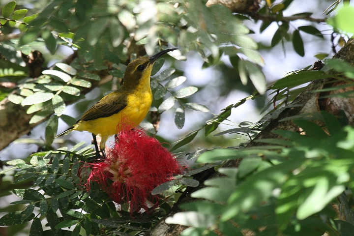 �L�o���^�C���E�`���E�̃��X