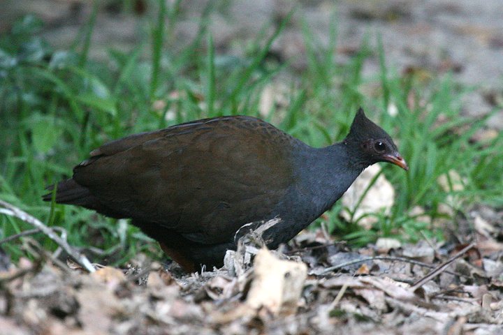 �I�[�X�g�����A�c�J�c�N��