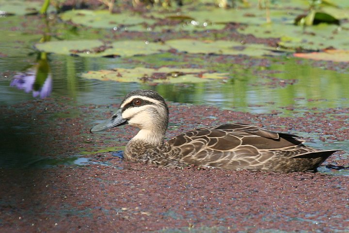 �}�~�W���J���K��