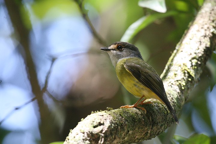 �L�A�V�q�^�L